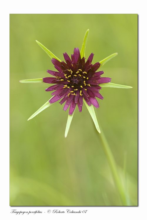 Tragopogon porrifolius / Barba di Becco violetta